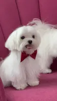 Jack Akc , a male Maltese for sale in Tampa, FL – 3 of 6