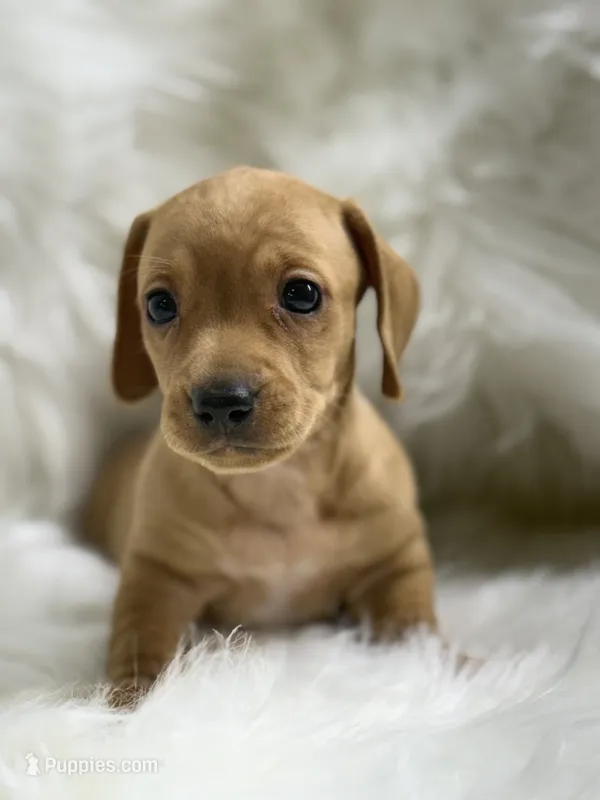 Mily – Miniature Dachshund puppy for sale in Tampa, FL
