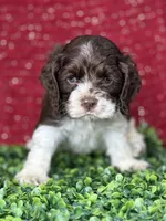 processed/0cb891cc-93c8-40c8-b434-f5565be0c6ec/listing/dec9b6af-1b08-45e8-addd-9370128e194a/2dece486-eba1-4928-a543-4fbd0d1094e8