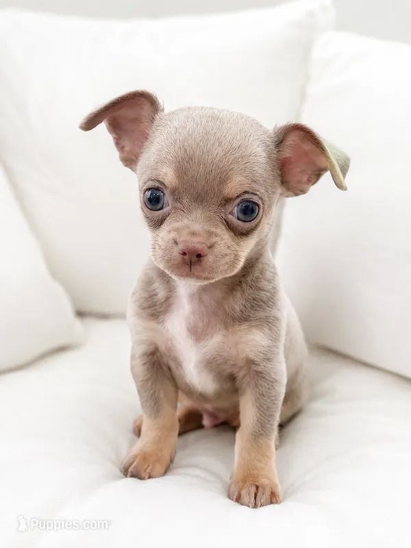 Bean  – Chihuahua puppy for sale in Tampa, FL