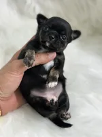 Mini , a female Chihuahua for sale in Tampa, FL – 5 of 5