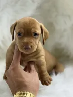 Luca , a male Miniature Dachshund for sale in Tampa, FL – 3 of 4