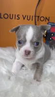 Leo , a male Chihuahua for sale in Tampa, FL – 4 of 8