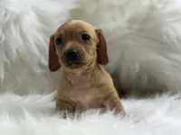 Mily, a female Miniature Dachshund for sale in Tampa, FL – 3 of 4