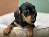 Ariel, a female Miniature Dachshund for sale in Tampa, FL – 4 of 4