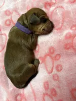 Purple , a female Dachshund for sale in Rowland Heights, CA – 2 of 2