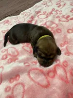Yellow, a female Dachshund for sale in Rowland Heights, CA – 1 of 2