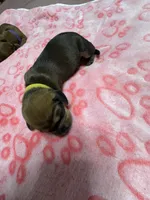 Yellow, a female Dachshund for sale in Rowland Heights, CA – 2 of 2