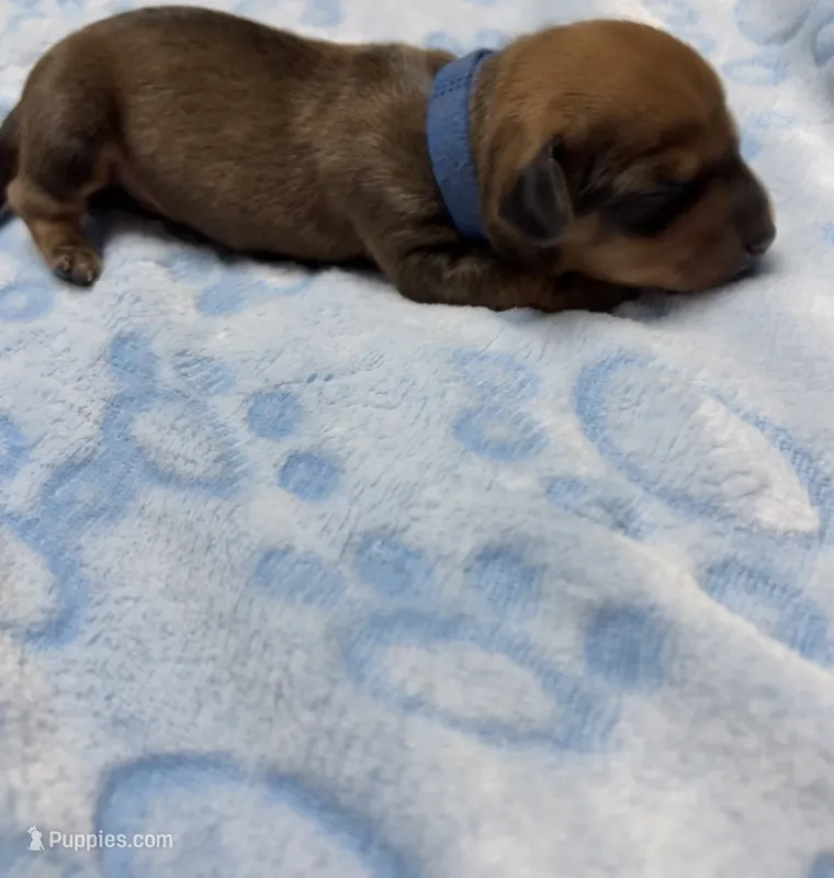 Blue – Dachshund puppy for sale in Rowland Heights, CA