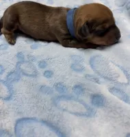 Blue, a male Dachshund for sale in Rowland Heights, CA – 1 of 2