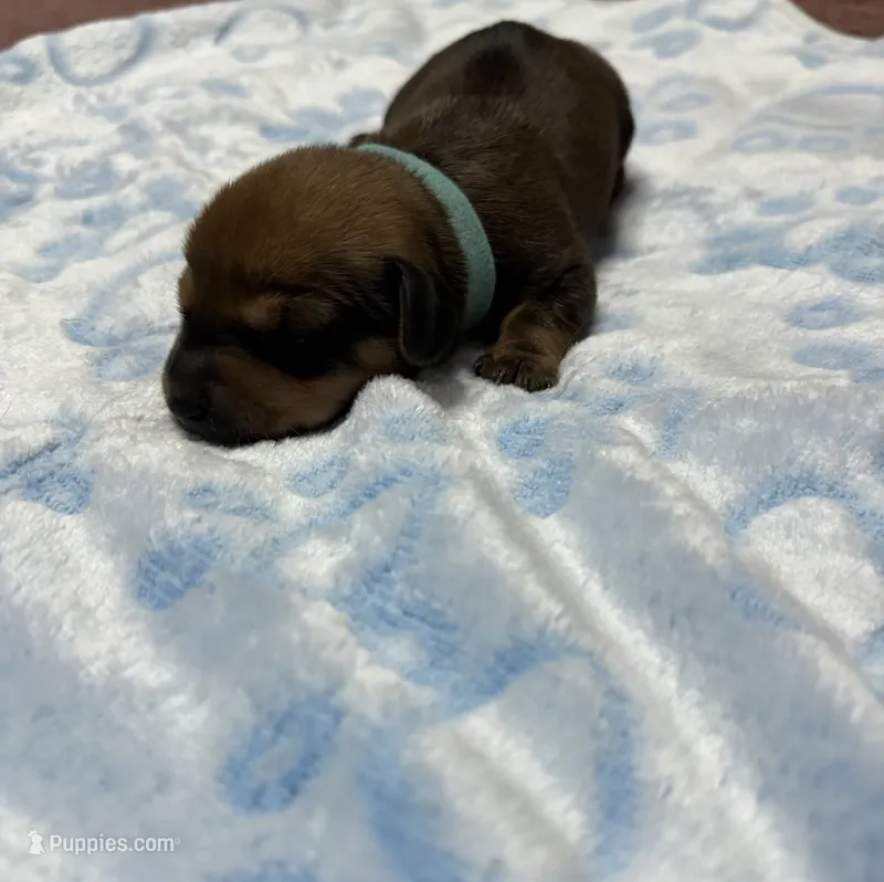 Baby Blue – Dachshund puppy for sale in Rowland Heights, CA