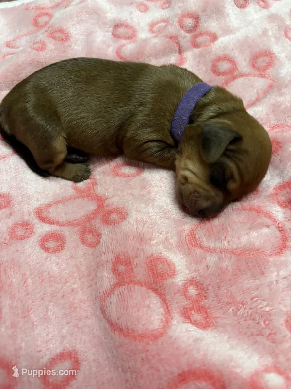 Purple  – Dachshund puppy for sale in Rowland Heights, CA