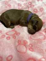 Purple , a female Dachshund for sale in Rowland Heights, CA – 1 of 2