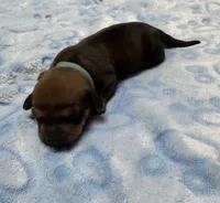 Baby Blue, a male Dachshund for sale in Rowland Heights, CA – 2 of 2