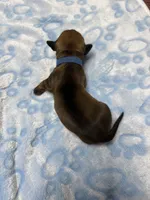Blue, a male Dachshund for sale in Rowland Heights, CA – 2 of 2