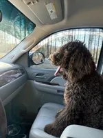 Teddy, a male Poodle - Standard  for sale in Conyers, GA – Photo 1 of 4