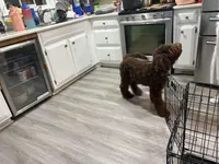 Teddy, a male Poodle - Standard  for sale in Conyers, GA – Photo 2 of 4