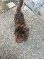 Teddy, a male Poodle - Standard  for sale in Conyers, GA – Photo 3 of 4