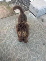 Teddy, a male Poodle - Standard  for sale in Conyers, GA – Photo 4 of 4