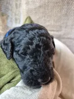 Blue, a male Goldendoodle for sale in Walterboro, SC – 3 of 5