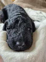 Red, a male Goldendoodle for sale in Walterboro, SC – 2 of 5
