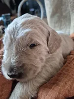 White, a male Goldendoodle for sale in Walterboro, SC – 3 of 7