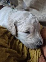 Green, a male Goldendoodle for sale in Walterboro, SC – 8 of 8