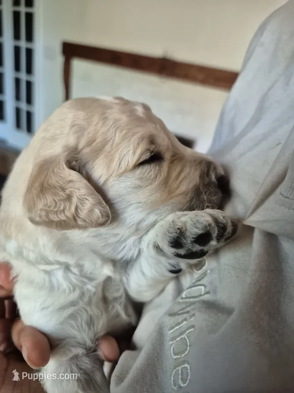 Green – Goldendoodle puppy for sale in Walterboro, SC