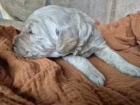 White, a male Goldendoodle for sale in Walterboro, SC – 5 of 7