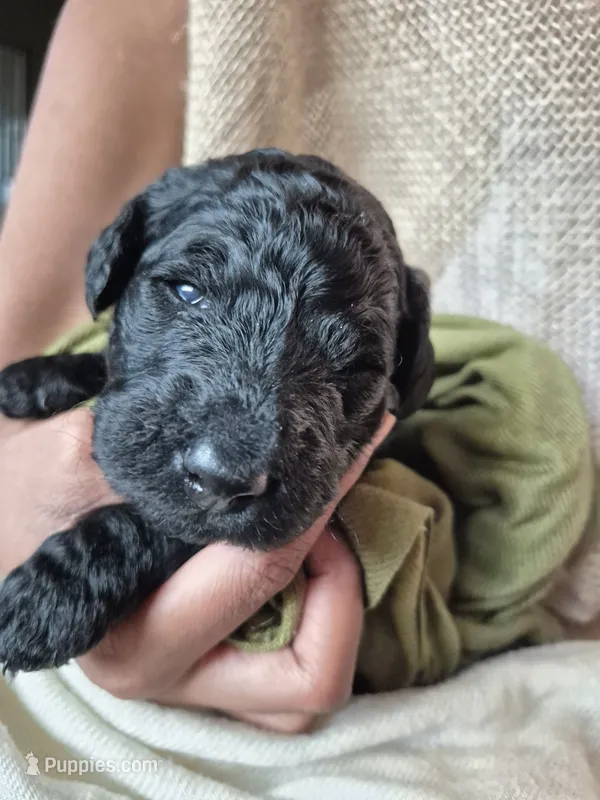 Blue – Goldendoodle puppy for sale in Walterboro, SC