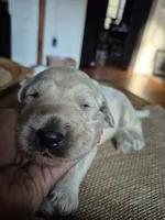 White, a male Goldendoodle for sale in Walterboro, SC – 6 of 7
