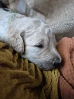 Green, a male Goldendoodle for sale in Walterboro, SC – 3 of 8