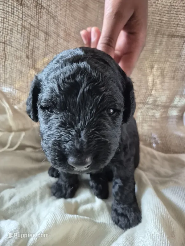 Red – Goldendoodle puppy for sale in Walterboro, SC