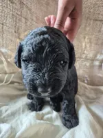 Red, a male Goldendoodle for sale in Walterboro, SC – 1 of 5