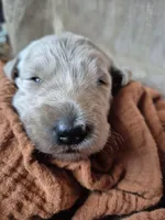 White, a male Goldendoodle for sale in Walterboro, SC – 4 of 7