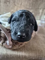 Red, a male Goldendoodle for sale in Walterboro, SC – 3 of 5