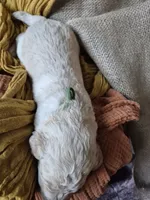 Green, a male Goldendoodle for sale in Walterboro, SC – 5 of 8