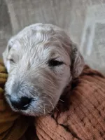 Green, a male Goldendoodle for sale in Walterboro, SC – 2 of 8