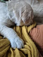 Green, a male Goldendoodle for sale in Walterboro, SC – 4 of 8