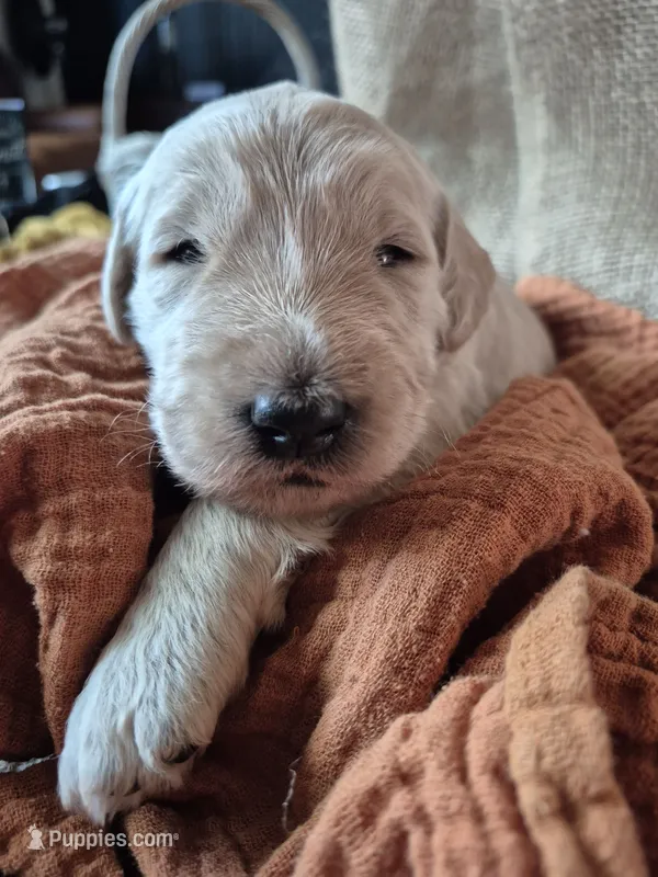 White – Goldendoodle puppy for sale in Walterboro, SC