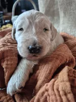 White, a male Goldendoodle for sale in Walterboro, SC – 1 of 7