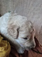 Green, a male Goldendoodle for sale in Walterboro, SC – 6 of 8
