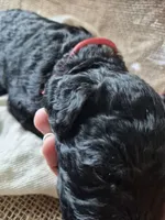 Red, a male Goldendoodle for sale in Walterboro, SC – 5 of 5