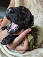 Blue, a male Goldendoodle for sale in Walterboro, SC – 2 of 5