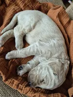 White, a male Goldendoodle for sale in Walterboro, SC – 2 of 7