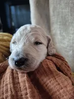 Green, a male Goldendoodle for sale in Walterboro, SC – 7 of 8