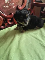 Basil, a male Shih Tzu for sale in Everett, WA – Photo 2 of 2