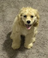 Estella, a female Cocker Spaniel for sale in Peachtree City, GA – Photo 4 of 9