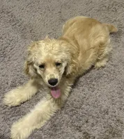 Estella, a female Cocker Spaniel for sale in Peachtree City, GA – Photo 9 of 9