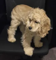 Estella, a female Cocker Spaniel for sale in Peachtree City, GA – Photo 3 of 9